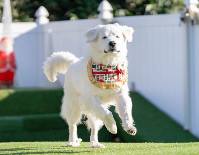 芝生の上を走る犬